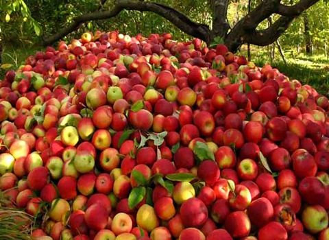 قیمت خرید میوه سیب ایرانی عمده به صرفه و ارزان